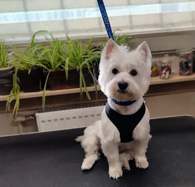 Salon Pielęgnacji Zwierząt Nowy Sącz - Puszek